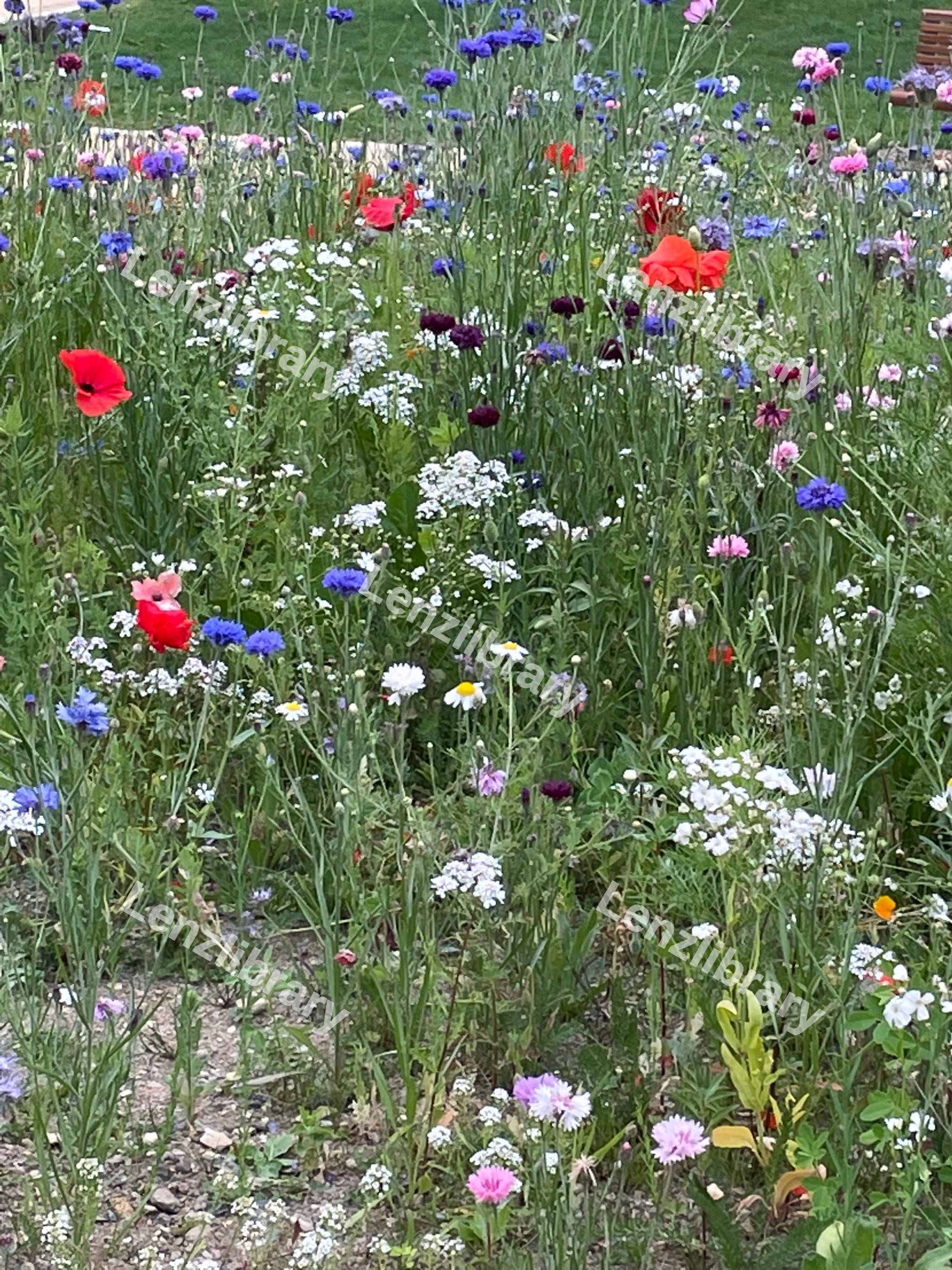 Wild Flowers